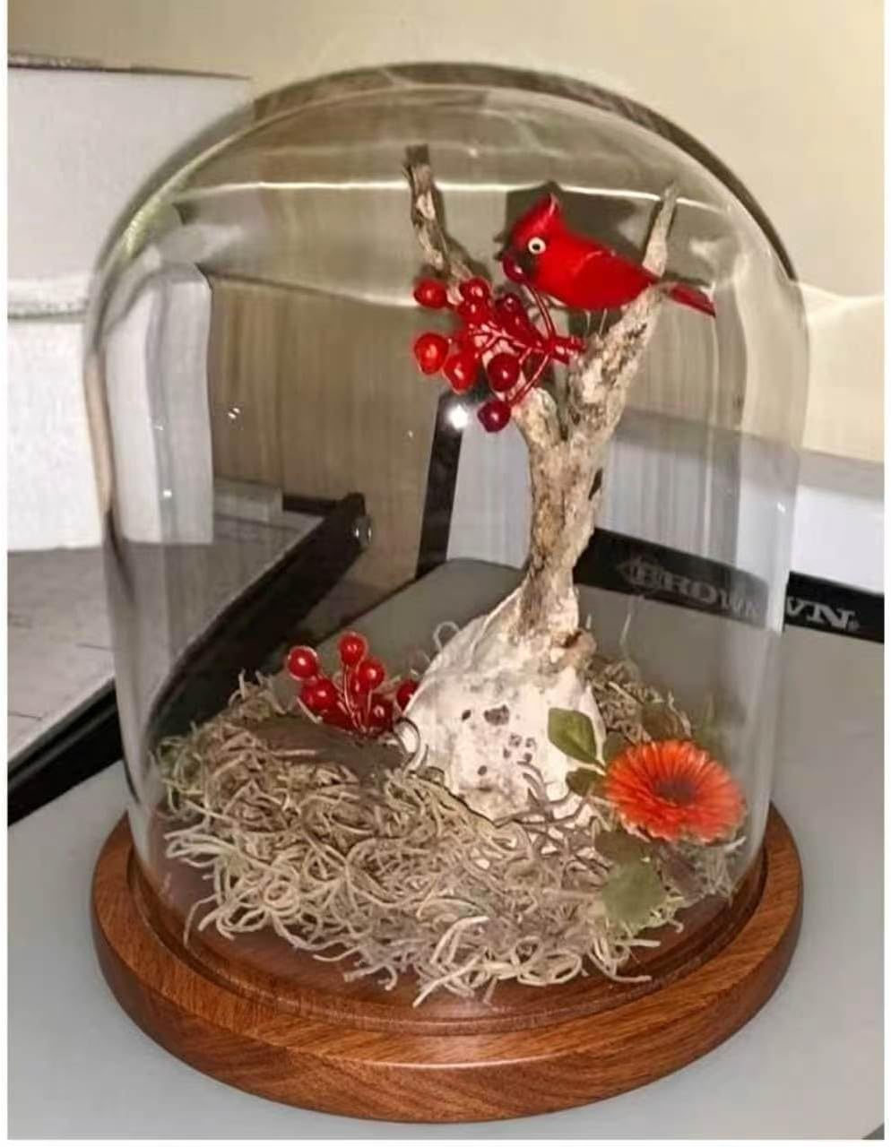 Dome with Base Glass Cloche Glass Cloche Bell Jar Display Dome with Wooden Base 6" x 7" (6 * 7)(1 Pack) (Burnt Wood)