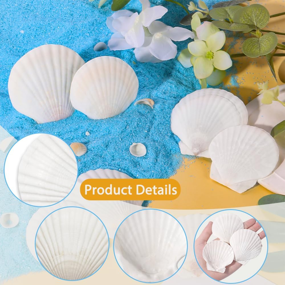 YUJUN 32PCS Natural Scallop Shells,2''-3'' White Seashells Bulk for Crafts DIY Painting Baking and Ocean Summer Beach Wedding Home Decorations