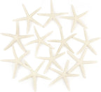 Jangostor 12 PCS Starfish 4-5 Inch Ocean Beach Starfish Natural Colorful Seashells Starfish Perfect for Wedding Decor Beach Theme Party, Home Decorations,DIY Crafts, Fish Tank