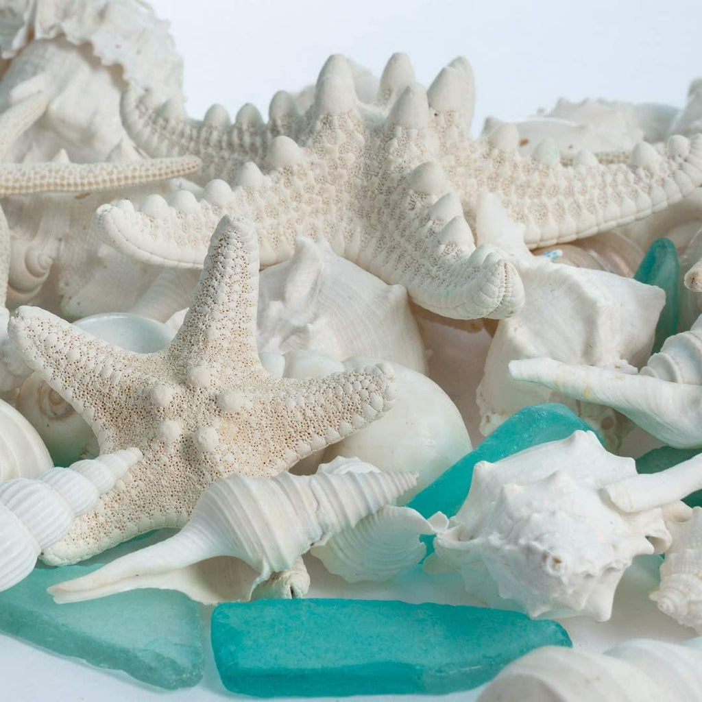 Nautical Crush Trading Sea Shells - White Real Mixed Beach Seashells (1lb) with Starfish & Sea Glass - Shells for Crafts - Ocean Decor - Beach Party Decorations - Seashell Decor - Large Shells Crafts