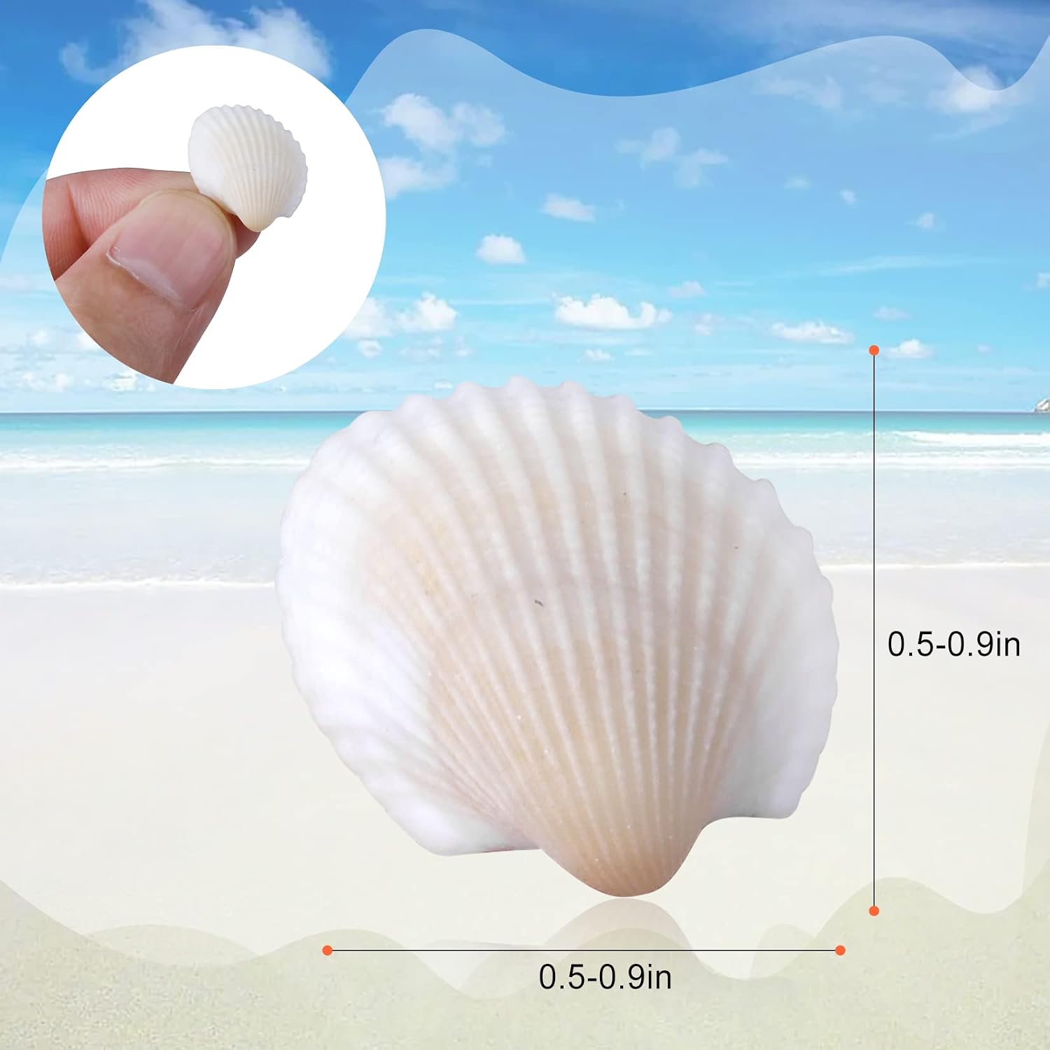 PPCLION 1000pcs 0.5-0.9" Natural Tiny Small Sea Shells White Clam Shells for DIY Craft, Jewelry Making, Home Decor, Vase Fillers