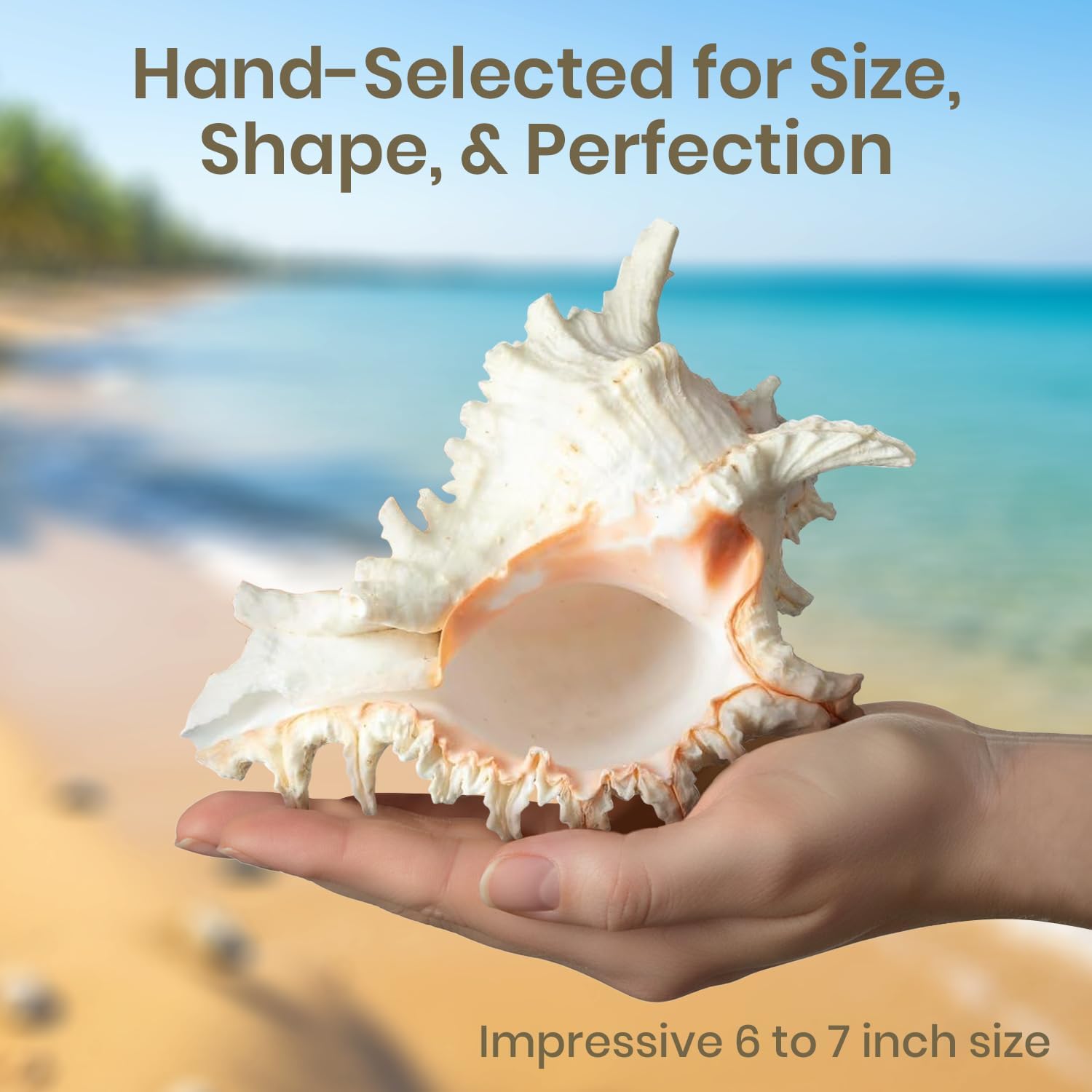 Conch Shell Decor - Seashell Decor - 6-7" Large Murex Ramosus Sea Shell - Shells for Decoration - Large Seashells for Crafts - Magic Conch Shell Room Decor