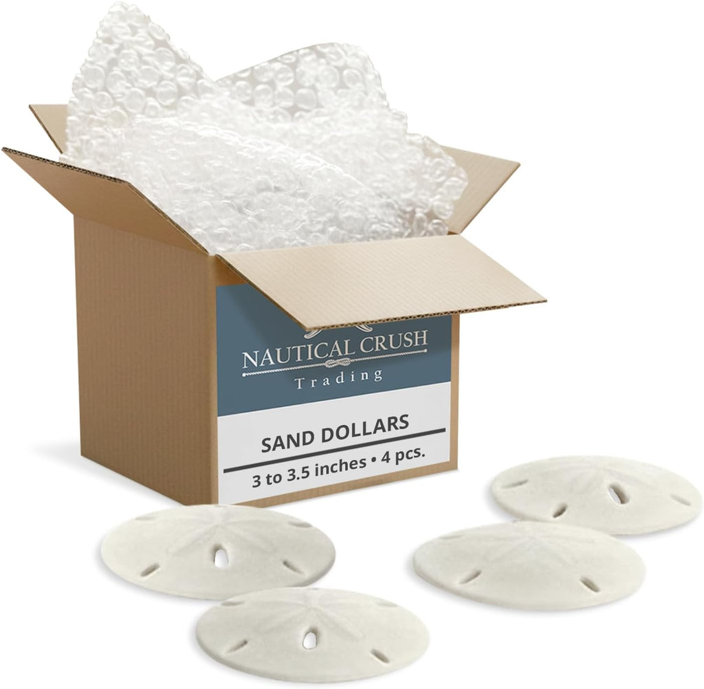 Real Sand Dollars 3" to 3.5" (4 Pack) – Sand Dollar Wall Art & Ornament Set – Beach Wedding Decor – Nautical Party Table Decor – Mini Shells for Crafts – Coastal Gifts