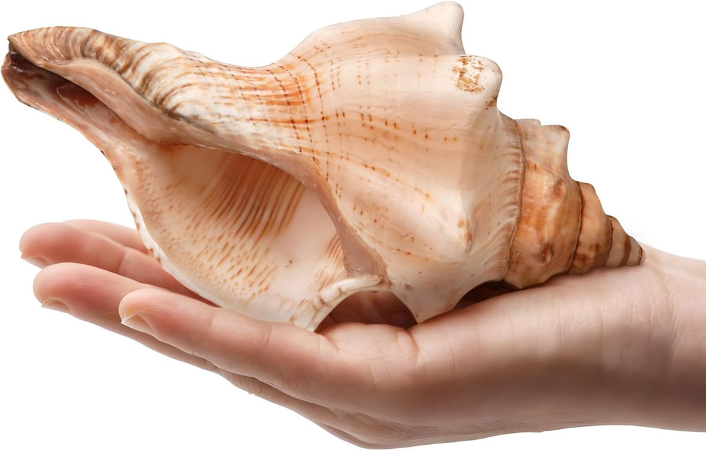 Giant Natural Conch Shell, Striped Fox Conch Seashell 1 Shell 6-7 inches, Large Sea Shell for Vase Filler, Air Plants, Wedding Decor Beach Theme Party
