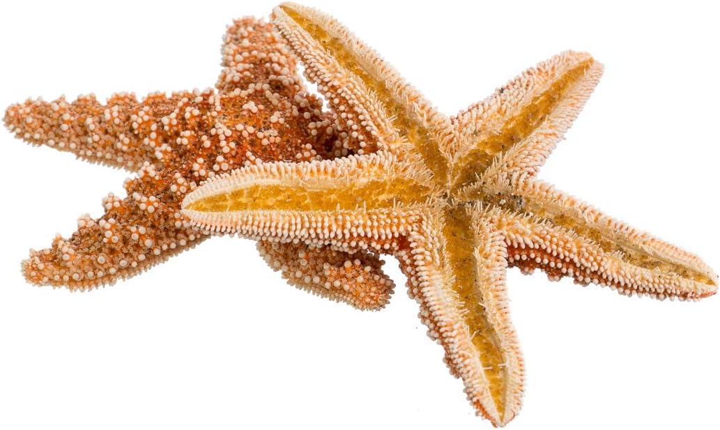 Real Starfish - 2 Large Brown Sugar Starfish (4-6in) - Starfish for Crafts - Star Fish Shells Decorations - Starfish Decor - Sea Star - Starfish Decorations - Starfish Shells