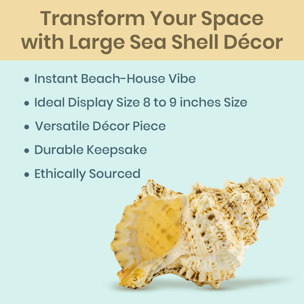 Conch Shell Decor - Seashell Decor (9in)