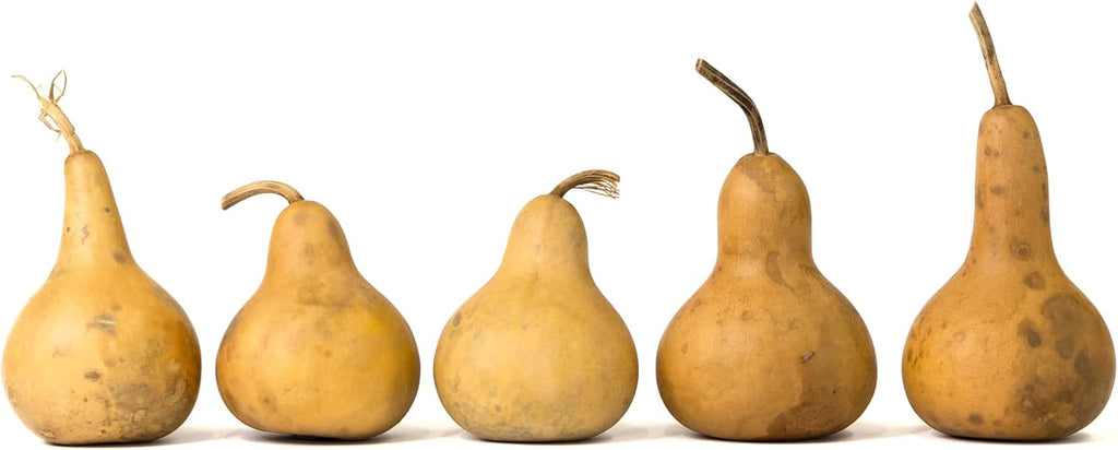 Box of 5 Dried Martin Gourds - 3" Diameter, Ready for Crafting or Decorating
