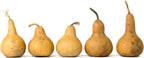 Box of 5 Dried Martin Gourds - 3" Diameter, Ready for Crafting or Decorating