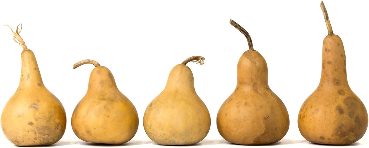 Box of 5 Dried Martin Gourds - 3" Diameter, Ready for Crafting or Decorating