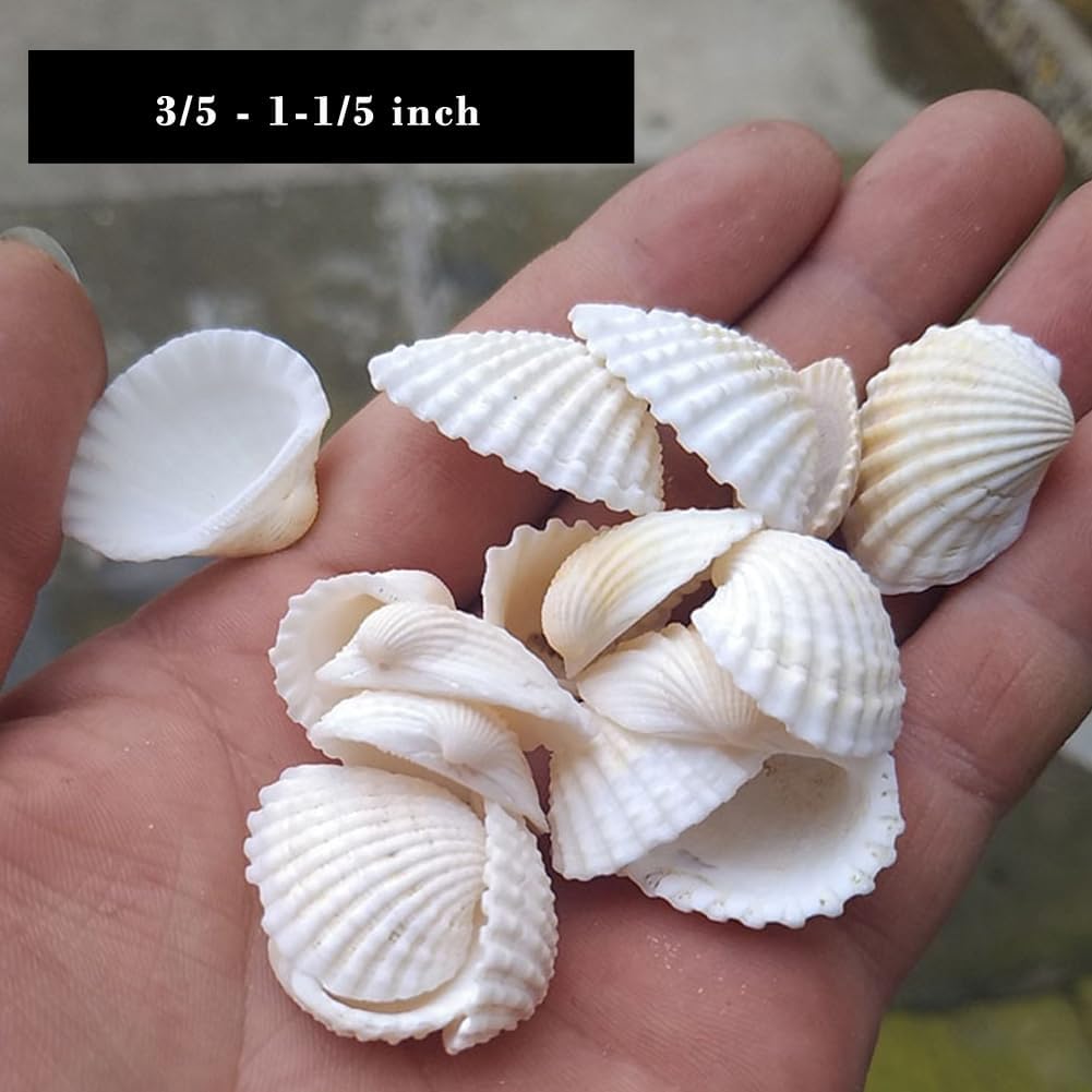 Small Tiny White Sea Shells Mini Clam Bulk Candle DIY Craft Shell Natural Seashells for Home Decor, Vase Filler,Beach Decorations Shells, 9oz