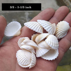Small Tiny White Sea Shells Mini Clam Bulk Candle DIY Craft Shell Natural Seashells for Home Decor, Vase Filler,Beach Decorations Shells, 9oz