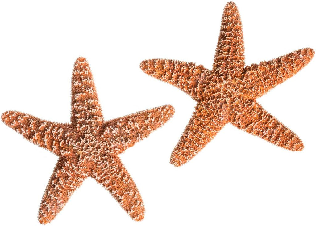 Real Starfish - 2 Large Brown Sugar Starfish (4-6in) - Starfish for Crafts - Star Fish Shells Decorations - Starfish Decor - Sea Star - Starfish Decorations - Starfish Shells