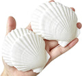 QICQDRAM 30PCS Sea Shells for Crafts Decoration 2''-3'' White Scallop Shells for Crafts DIY Painting Beaching Wedding Decoration, Beach Natural White Seashells Bulk