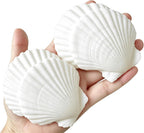 QICQDRAM 30PCS Sea Shells for Crafts Decoration 2''-3'' White Scallop Shells for Crafts DIY Painting Beaching Wedding Decoration, Beach Natural White Seashells Bulk