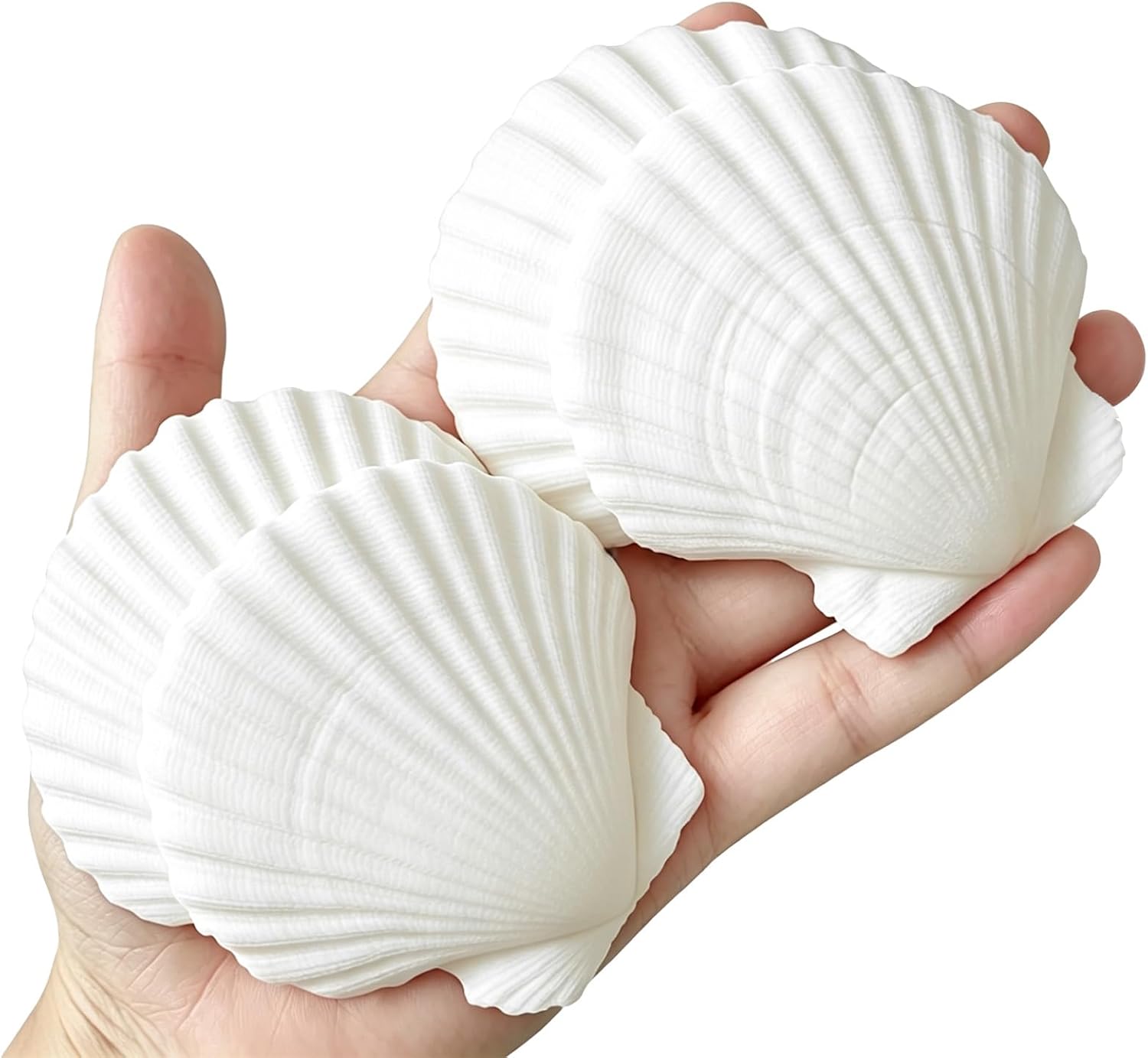 QICQDRAM 30PCS Sea Shells for Crafts Decoration 2''-3'' White Scallop Shells for Crafts DIY Painting Beaching Wedding Decoration, Beach Natural White Seashells Bulk