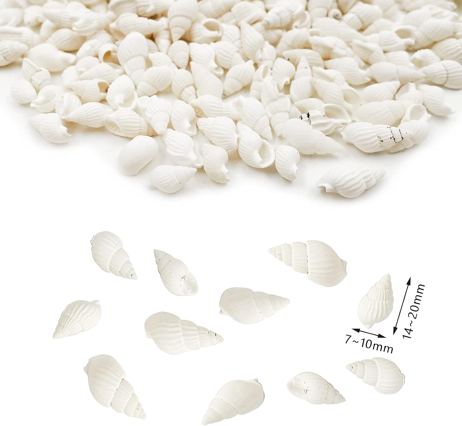 White Clam Cay Cay Sea Shells for Home Decorations, Party Wedding, DIY Crafts (About 350pcs Spiral Shape)