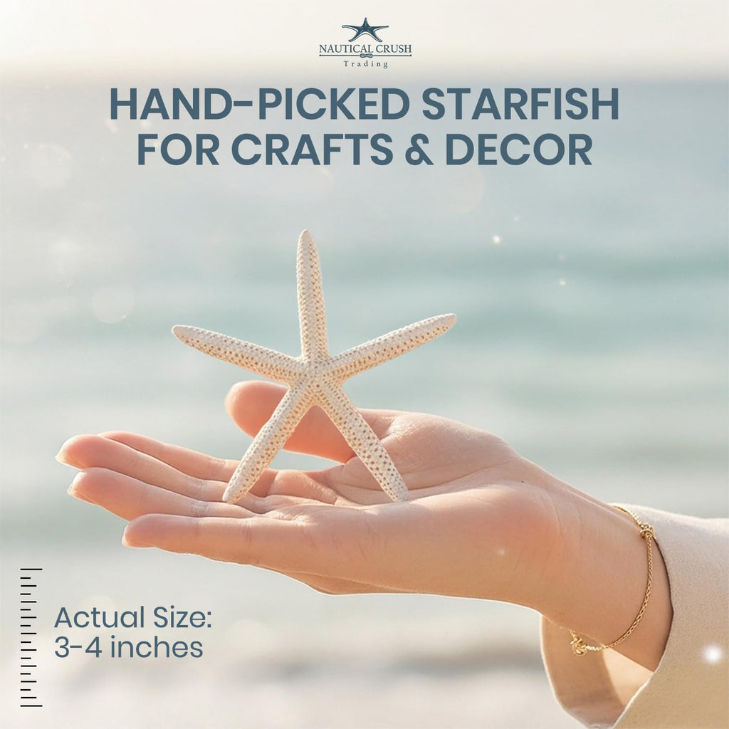 Starfish Decor - Star Fish for Craft - 6pk Real 3-4" White Sea Stars - Beach Wedding Decor - Coastal Party Decorations - Seashell Decor