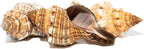 Striped Fox Sea Shell | 3 Striped Fox Conch Sea Shells | 3"-4" Collector Shell |3 piece Set for Display or Decor | Plus Free Nautical Ebook by Joseph Rains