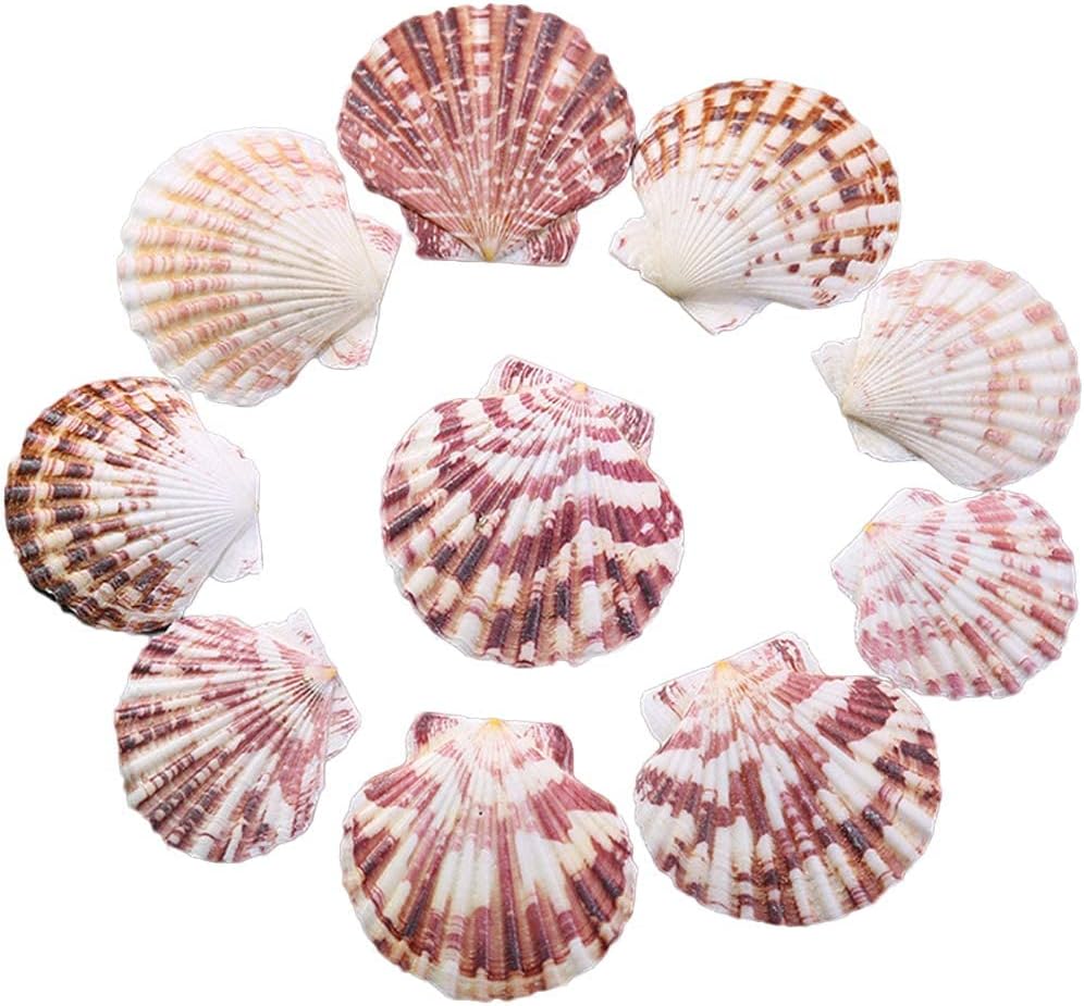 LUCKY BABY 50 PCS Natural Scallop Seashells for Crafts, 2"-3" Bulk Shells for DIY Art, Resin Projects, Candle Soap Jewelry Making, Beach Wedding Decor, Coastal Home Decoration, Nautical Party Supplies