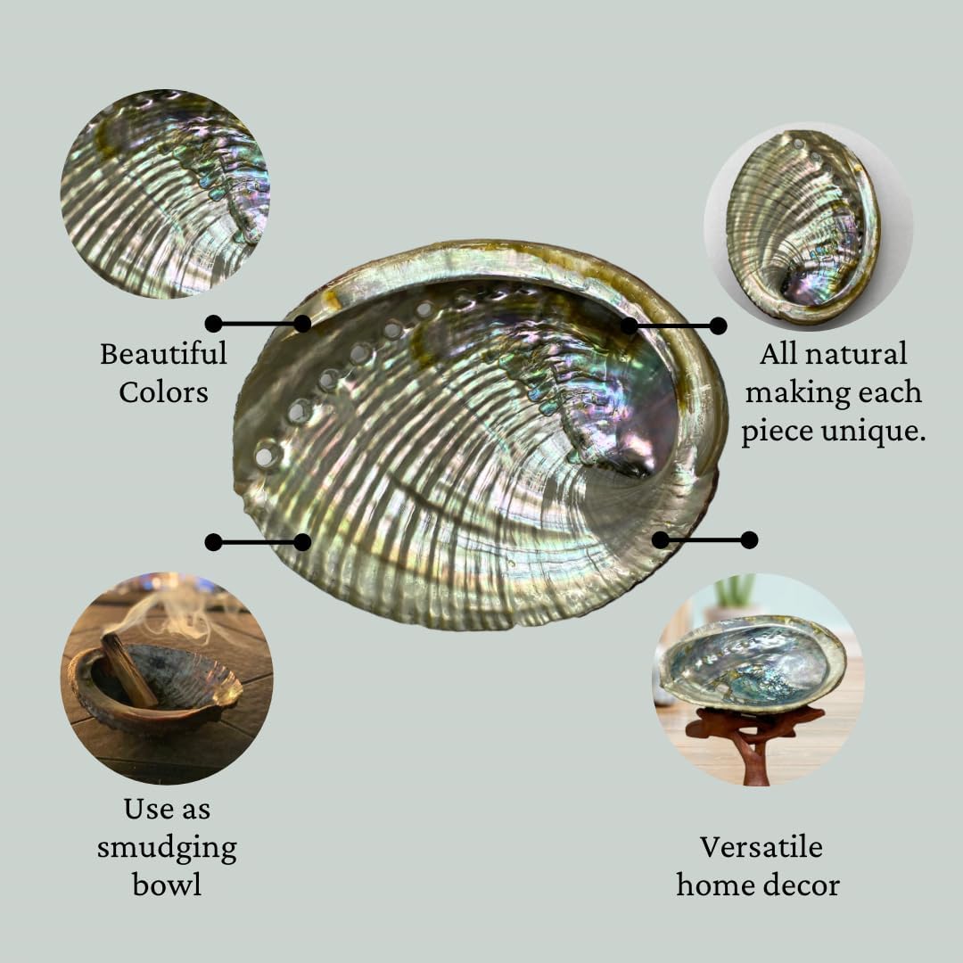 NessaStores 1 Abalone Shell 4 to 5 Inches | Beautiful All Natural Smudge Bowl - Perfect for Smudge Sticks, Incense Sticks and a Sage Smudge Kit. JC-011