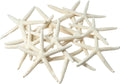 Starfish Decor - Star Fish for Craft - 15pk Uniquely Shaped 2-5" White Real Sea Stars - Beach Wedding Decor - Coastal Party Decorations - Seashell Decor - Shells for Crafts - Nautical Décor