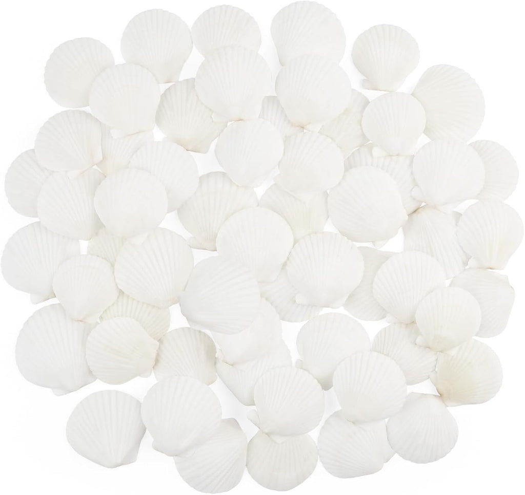 60 PCS Scallop Shells Natural Seashell, 1.5" to 2" White Scallop Shells Small Seashells for Crafts Wedding Decor Beach Theme Party, Fish Tank and Vase Filler