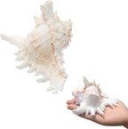 SINKOO 2PCS Conch Shell Large Natural Seashells 4-5.3 Inch Perfect for Fish Tank Wedding Decor Beach Theme Party, Home Decorations,DIY Crafts