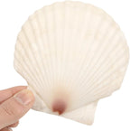 10 PCS 4-5 Inch Large Scallop Shells for Crafting, Natural Large Seashells for Crafts, White Big Sea Shells for DIY Painting, Baking, Beach Wedding Decors