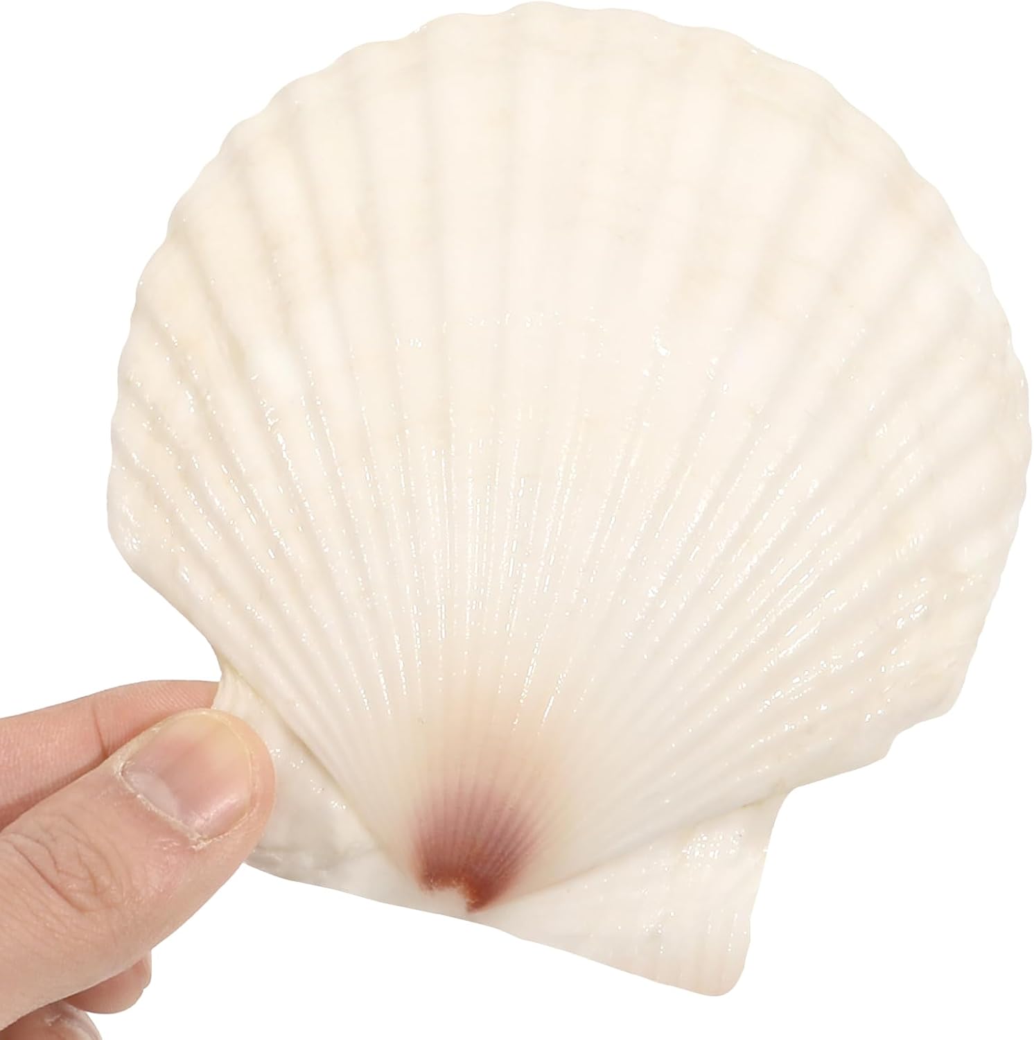 10 PCS 4-5 Inch Large Scallop Shells for Crafting, Natural Large Seashells for Crafts, White Big Sea Shells for DIY Painting, Baking, Beach Wedding Decors