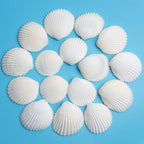 QEQEKAKA 30PCS Sea Shells for Crafts1.5''-2'' White Small Seashells Clam Scallop Shells for Crafting DIY Painting Beaching Wedding Decoration Beach Natural Bulk