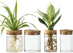 Glass Propagation Stations for Plants -Desktop Flower Vases,Propagation Flower Vases Set – 2 Large & 2 Small for Plant Cuttings，for Living Room, Bedroom Decoration,Home,Office Decor (4)