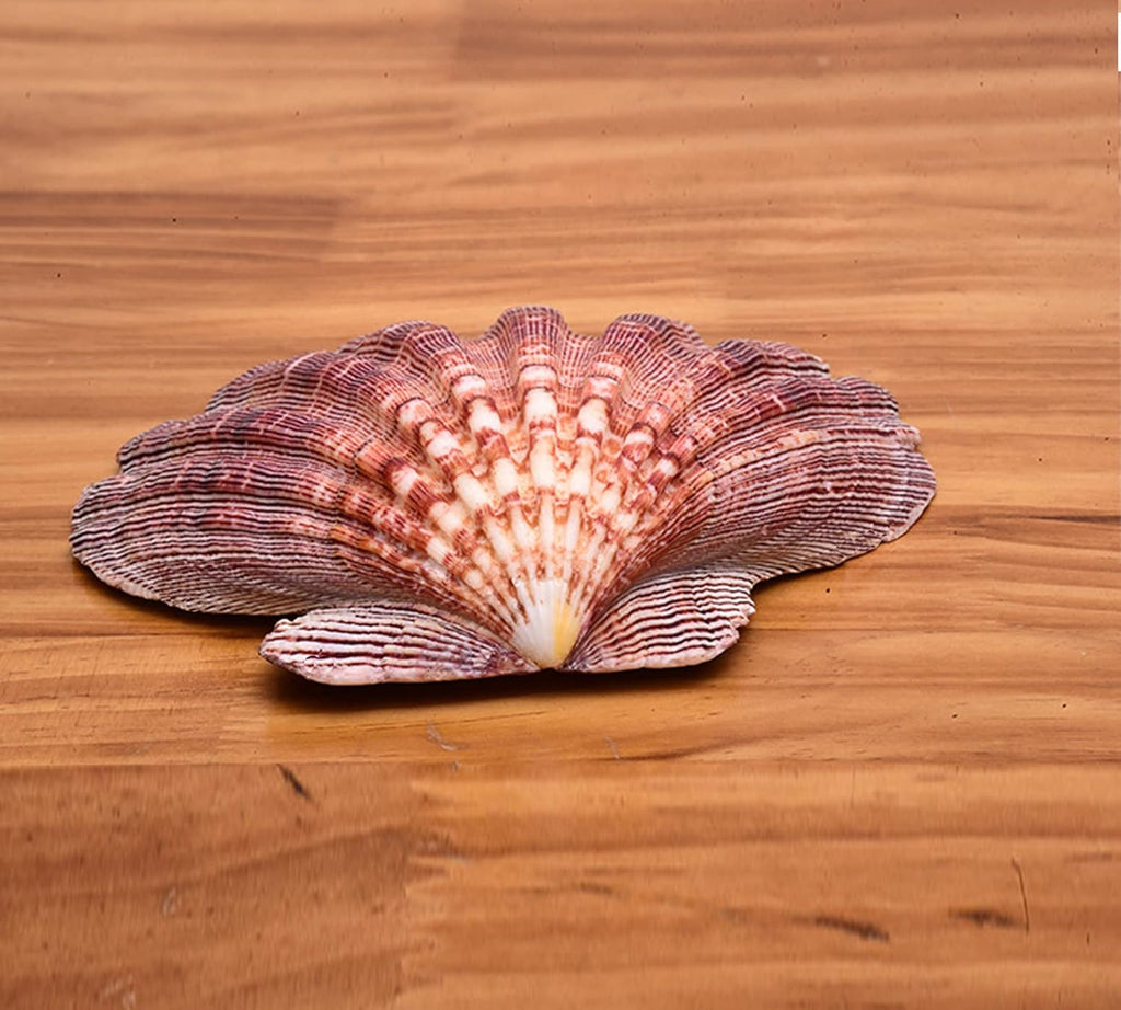 4 Piece 5-6" Lion's Paw Sea Shell，for Baking Smudging Crafts Beach Decor - Ocean Beach Seashells Perfect for Home Decoration, Art Craft, Vase Filler Fish Tank