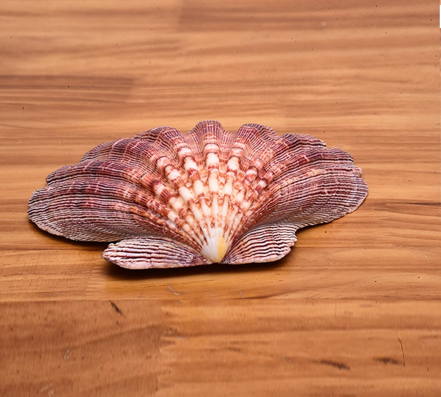 4 Piece 5-6" Lion's Paw Sea Shell，for Baking Smudging Crafts Beach Decor - Ocean Beach Seashells Perfect for Home Decoration, Art Craft, Vase Filler Fish Tank