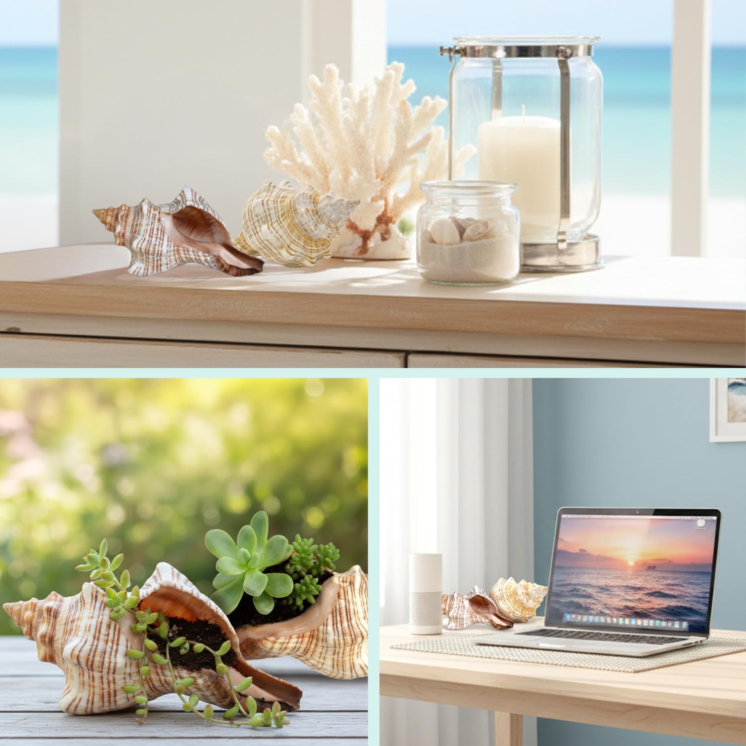 Nautical Crush Trading Fox Striped Conch - 2pc 5-6 inch - Large Sea Shells for Wedding Decor and Beach Themed Party - Handpicked Natural Conch Shell for Crafts and Sea Shells Decoration