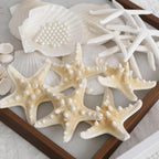 JSPYFITS 2.5-4 Inches Large Starfish and Scallop Shells for Crafts 12PCS, Natural Beach Sea Shells for Crafting, Baking Shells Perfect for White Christmas Decor Beach Party Wedding DIY Crafts