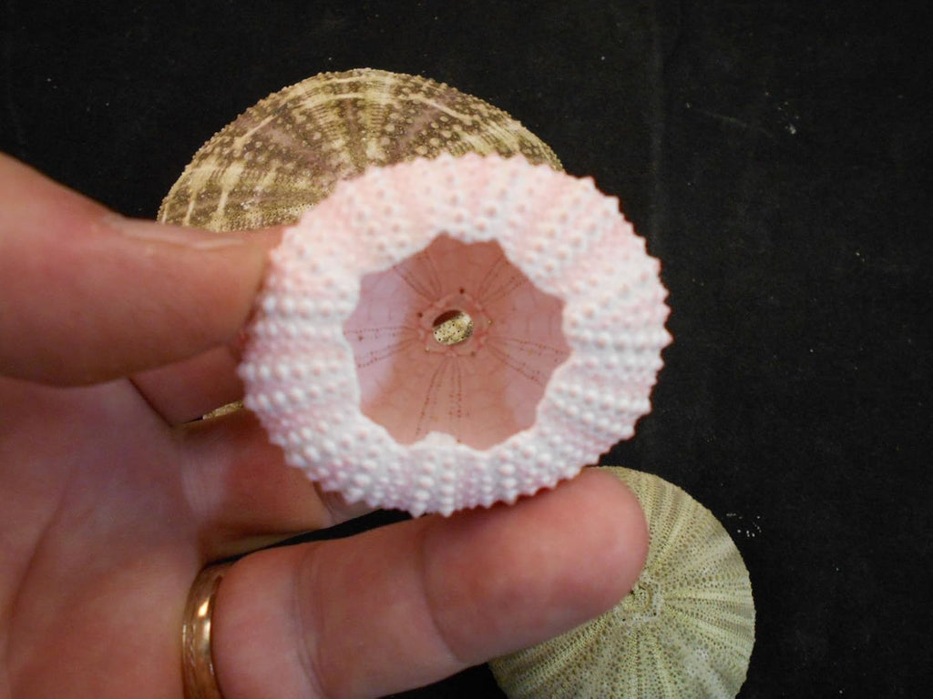 Set of 12 Pink Sea Urchin Seashells Shells for Beach Wedding Craft Nautical Decor Airplants