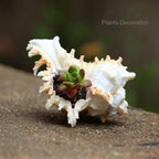SINKOO 2PCS Conch Shell Large Natural Seashells 4-5.3 Inch Perfect for Fish Tank Wedding Decor Beach Theme Party, Home Decorations,DIY Crafts