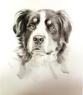 Custom Pet Portrait 100% Hand-Drawn charcoal Sketch from Photo,Pencil Drawing,Border cogg Pastel Personalized Dog or Cat Drawing,Unique Gift for Pet Lovers (8X10in Sketch 1)