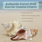 Nautical Crush Trading Fox Striped Conch - 2pc 5-6 inch - Large Sea Shells for Wedding Decor and Beach Themed Party - Handpicked Natural Conch Shell for Crafts and Sea Shells Decoration