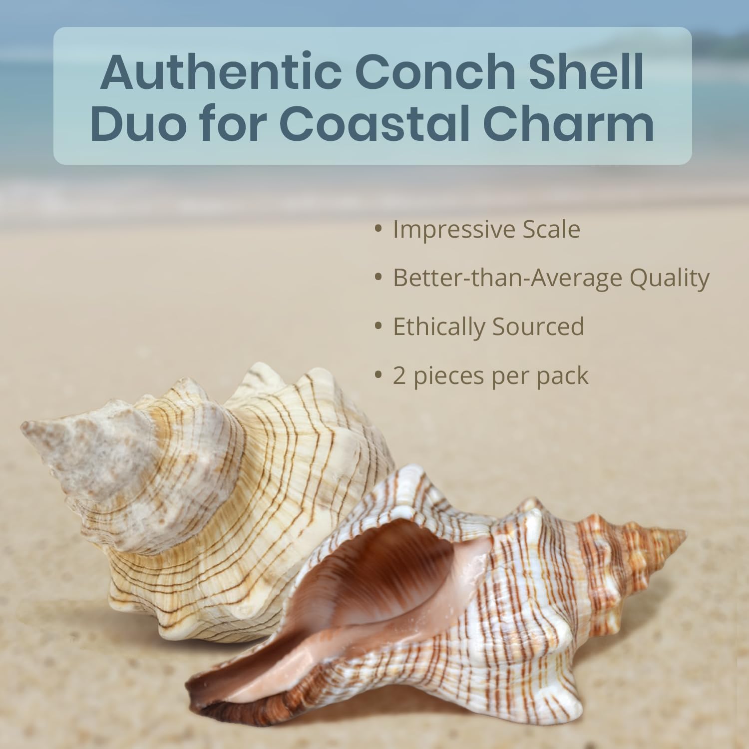 Nautical Crush Trading Fox Striped Conch - 2pc 5-6 inch - Large Sea Shells for Wedding Decor and Beach Themed Party - Handpicked Natural Conch Shell for Crafts and Sea Shells Decoration