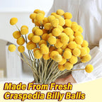 40PCS Natural Dried Flowers Craspedia Billy Balls Flowers, Billy Buttons Floral Bouquet Bundles, Yellow Real Dry Plant for Flower Arrangements Wedding Home Tall Vase Decor