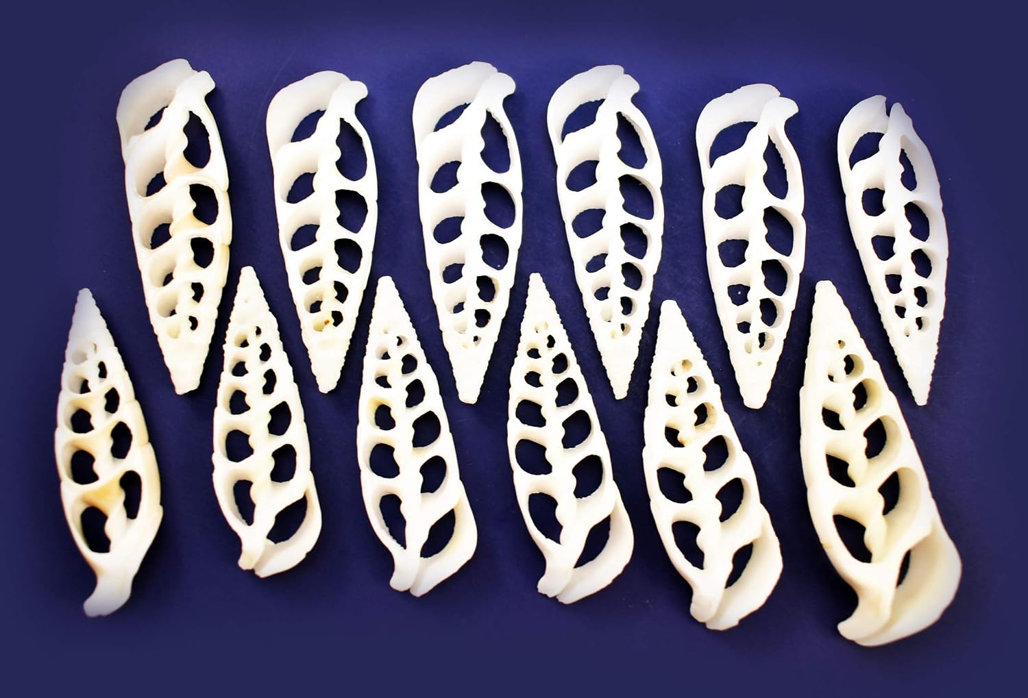 Bulk 50 Center Cut White Cerithium Shells Shells Seashells 1 1/2" - 2" Shellcraft Beach Crafts Nautical Decor Center Slices