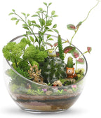 WGVI Clear Slant Cut Bowl Glass Vase, Glass Terrarium, Candy Dish, Glassware, Slant Open: 7". Height: 6" x 2.7". Base: 4" (1 Piece)