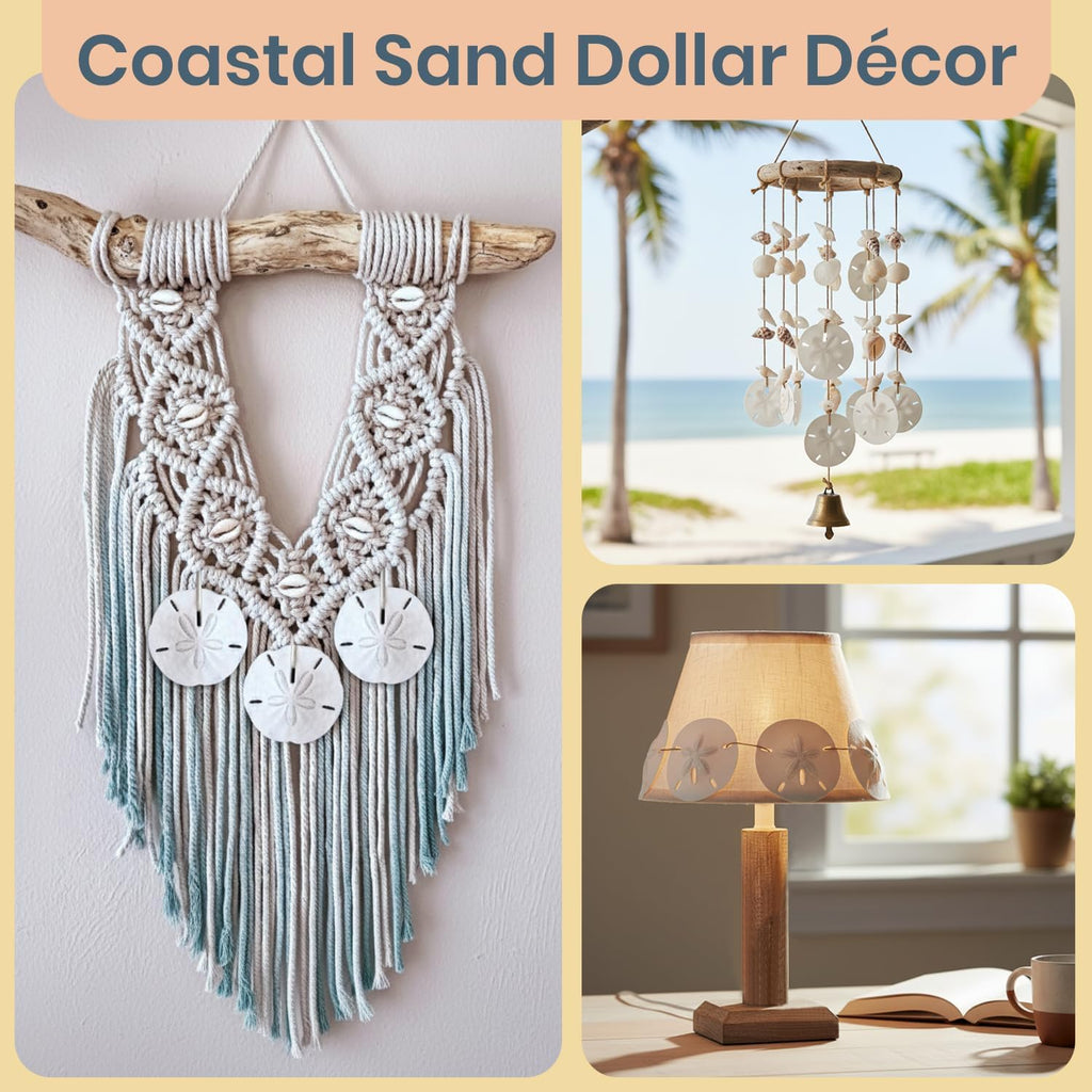 Real Sand Dollars 3" to 3.5" (3 Pack) – Sand Dollar Wall Art & Ornament Set – Beach Wedding Decor – Nautical Party Table Decor – Mini Shells for Crafts – Coastal Gifts