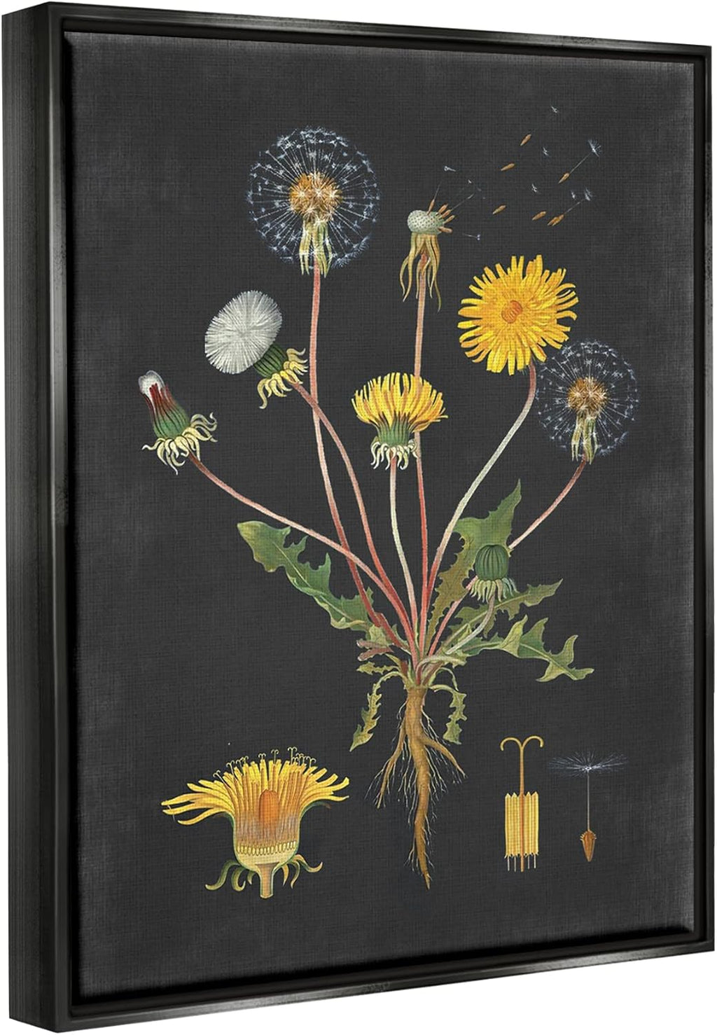 Stupell Industries 'Botanical Drawing Dandelion On Black Design', Floating Frame Canvas Art, Black, 17 x 21 Inches, Easy to Hang and Sturdy, Made in USA, by Lettered and Lined