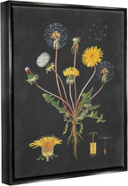 Stupell Industries 'Botanical Drawing Dandelion On Black Design', Floating Frame Canvas Art, Black, 17 x 21 Inches, Easy to Hang and Sturdy, Made in USA, by Lettered and Lined