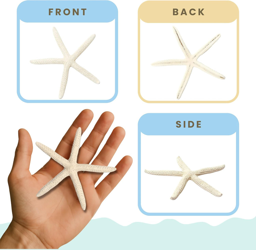 Starfish Decor - Star Fish for Craft - 20pk Real 2-3" White Sea Stars - Beach Wedding Decor - Coastal Party Decorations - Seashell Decor - Shells for Crafts - Nautical Decor - Bulk Shells for Crafts