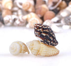 2000 PCS Tiny Mini Small Sea Shells for Crafting Spiral Conch Shells for Crafts Charms for Home Decorations Candle Decor DIY Fish Tank and Beach Vase Filler
