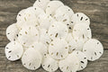Real Sand Dollars 1.5" to 2" (30 Pack) – Sand Dollar Wall Art & Ornament Set – Beach Wedding Decor – Nautical Party Table Decor – Mini Shells for Crafts – Coastal Gifts