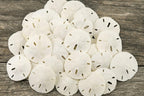 Real Sand Dollars 1.5" to 2" (30 Pack) – Sand Dollar Wall Art & Ornament Set – Beach Wedding Decor – Nautical Party Table Decor – Mini Shells for Crafts – Coastal Gifts